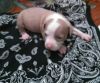 Gorgeous AKC American Pit Bull Terrier puppy