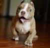 Charming American Pit Bull Terrier puppies