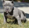 Lovely American Pit Bull Terrier Puppies.
