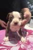 Gorgeous American AKC Pit Bull Terrier puppy