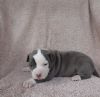Adorable AKC American Pit Bull Terrier puppy