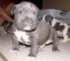 Blue Nose Pitbull Puppies -12weeks old for rehoming