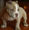 Lovely American Pit Bull Terrier Puppies.