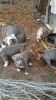 AKC American Pit Bull Terrier Puppies