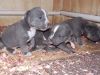 Gorgeous AKC American Pit Bull Terrier puppies