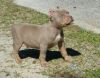Sweet AKC American Pit Bull Terrier puppies