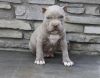 Excellent American Pit Bull Terrier puppies