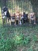 Beautiful AKC American Pitbull Terrier puppies