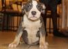 Friendly American Pitbull puppies ready now!!!
