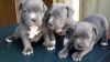 Beautiful AKC American Pitbull Terrier puppies