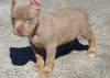 Beautiful American Pit Bull Terrier Puppies