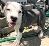 Top Class American Pit Bull Terrier Puppies