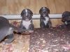 Gorgeous AKC American Pit Bull Terrier puppies