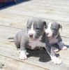Adorable AKC American Pit Bull Terrier puppys