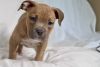 AKC registered American Pit Bull Terrier puppies