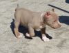 AKC American Pit Bull Terrier Puppies