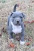 Healthy American Pit Bull Terrier Puppies