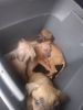 Pit puppies for sale!