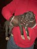 Big 10 week old Gotti/Razor Edge Puppies with Papers