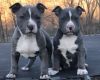 American Pitt Bull Terrier Puppies
