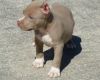 AKC Potty Trained American Pit Bull Terrier puppies