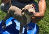 Adorable AKC American Pit Bull Terrier puppies