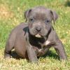 American Pitt Bull Terrier puppies available.