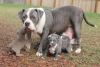 American Pitbull terrier Puppies
