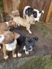 Goodlooking AKC American Pit Bull Terrier puppys