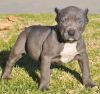 Adorable male and a female Pitt Bull Terier puppies