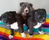 American pitbull terrier puppies