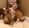 Pit/bully puppies