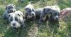 American pit bull puppies
