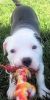 Adorable American Pit Bull Terrier Puppies