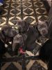 AKC Blue Pitbull Puppies