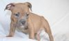 Home raised American Pit Bull Terrier puppies