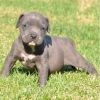 American Pitt Bull Terrier puppies available