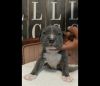 bluenose pit bull puppies just in time for valentines day!