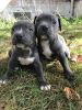 Intelligent Blue Nose Pitbull Puppies