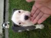 american pitbull terrier puppies * akc registered*