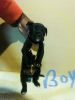 Must see ukc bully pups 7wks going fast!!!! Will listen to all offers!