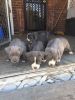Blue pit puppies for sale 6 weeks old