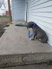 Blue American Pitbull Terrier puppies for sale