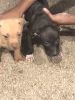4 Pitbull puppies for sale