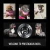 Beautiful PUPPIES for SALE