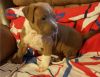American Pitbull Terrier For sale