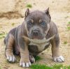 Available Pitbull puppies I have one male and female left from the li