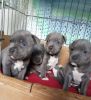 Gorgeous Blue Pitbull Puppies