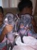 Pure breed blue Nose pitty pups