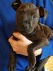 Very Inquisitive and Playful American Pit Bull Terrier Puppy